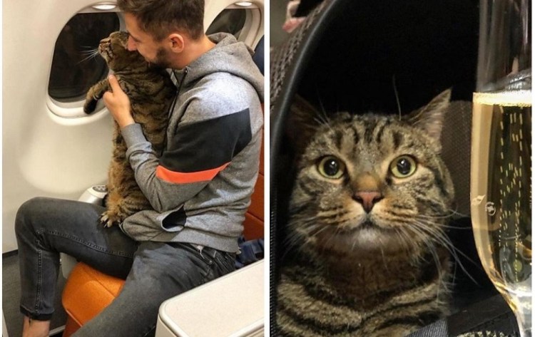 Кот Виктор Аэрофлот