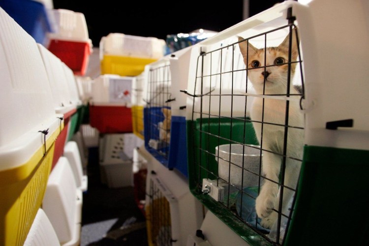 Багажное отделение в самолете для животных