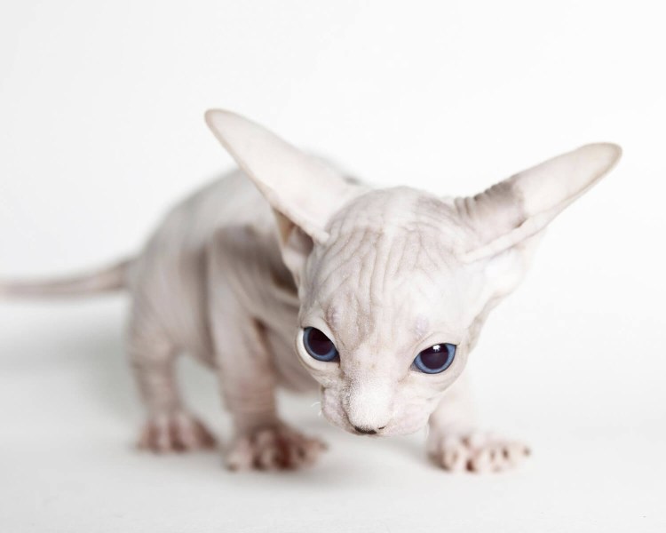 Лысая кошка сфинкс котенок