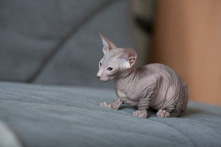 Лысый кот сфинкс