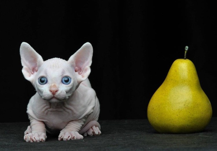 Сфинкс Бамбино Двэльф