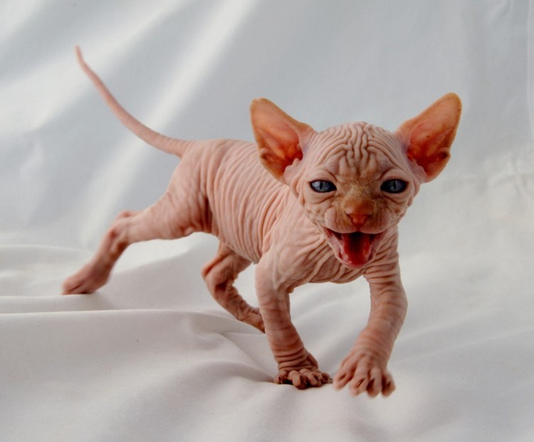 Сфинкс кошка котенок