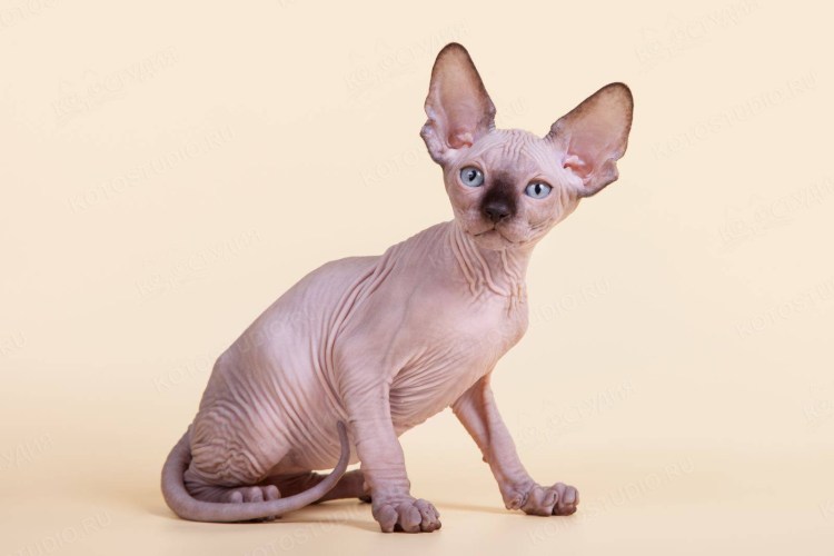 Новорожденные Канадские сфинксы