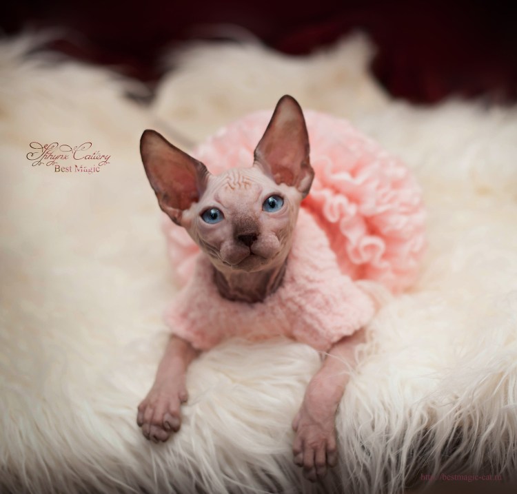 Канадский сфинкс маленький котёнок