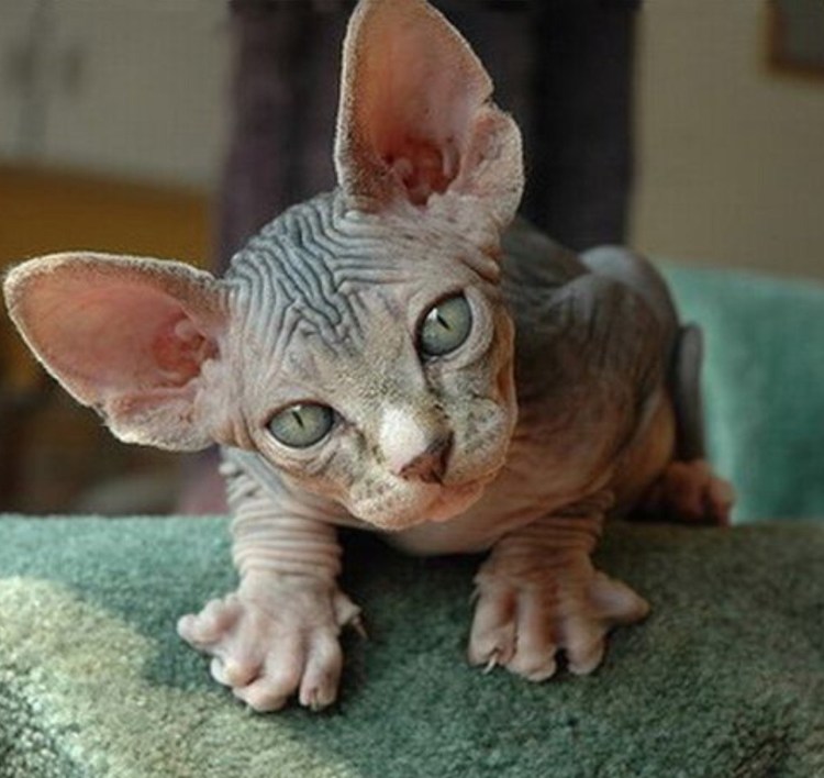 Кот сфинкс котенок