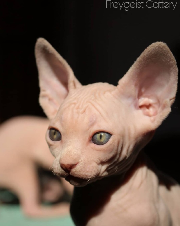 Канадский сфинкс маленький