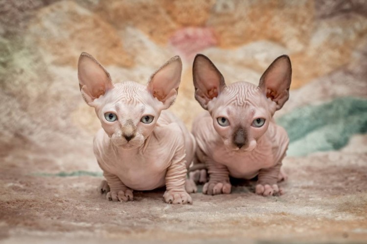 Сфинкс (порода кошек)
