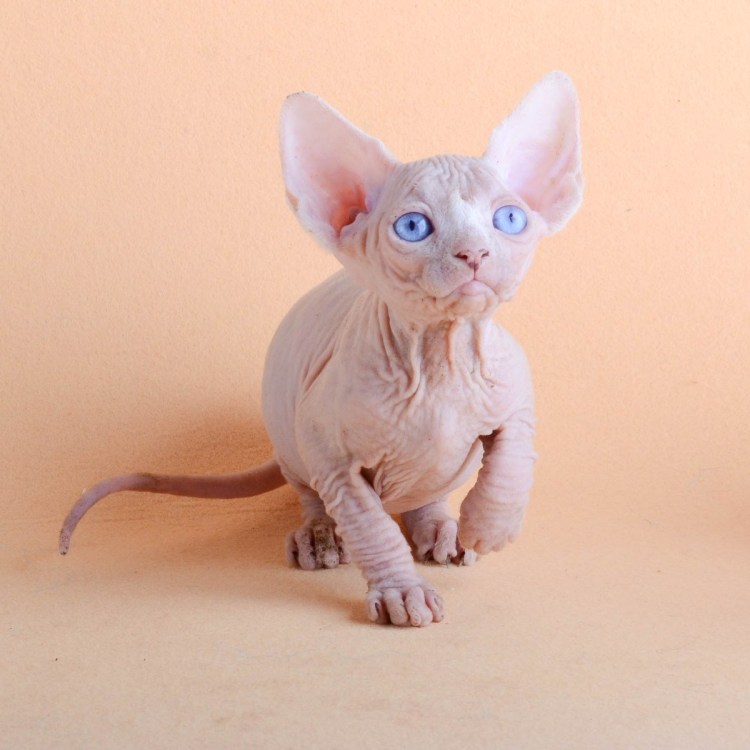 Лысый котенок сфинкс