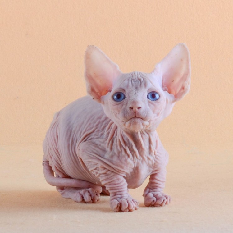 Канадский сфинкс котята