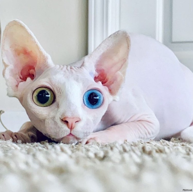 Сфинкс кошка котенок