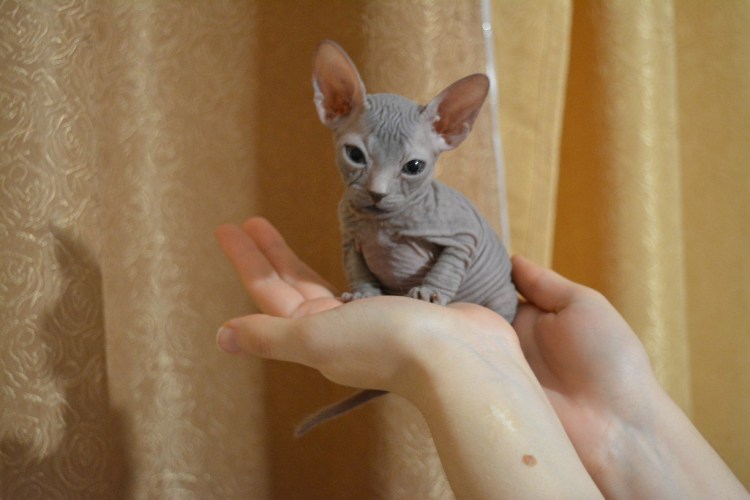 Сфинкс (порода кошек)