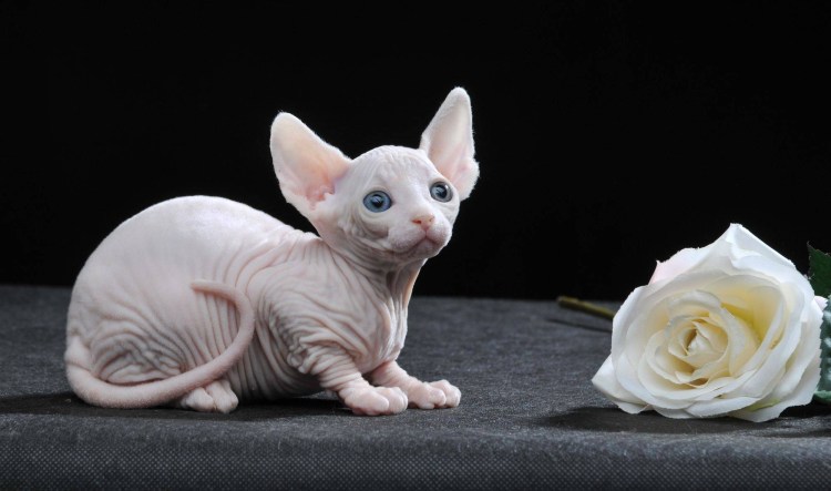 Сфинкс морская шиншилла