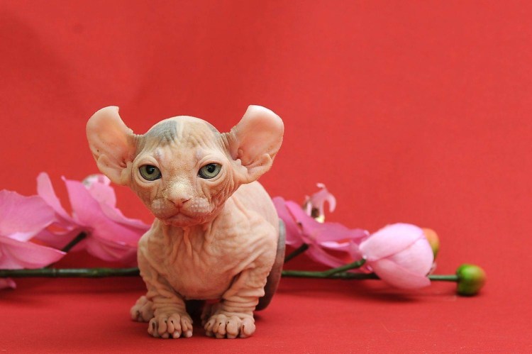 Кошка сфинкс Минскин