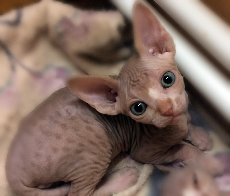 Донской сфинкс кошка