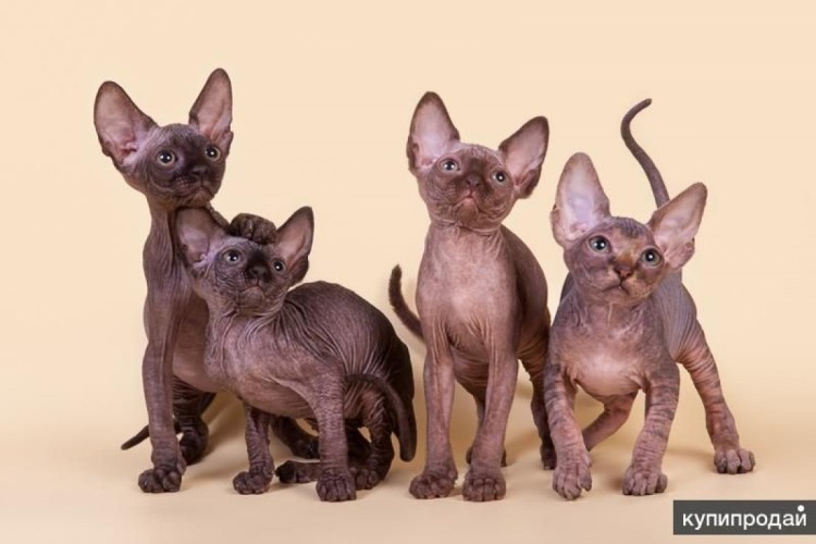 Сфинкс котенок