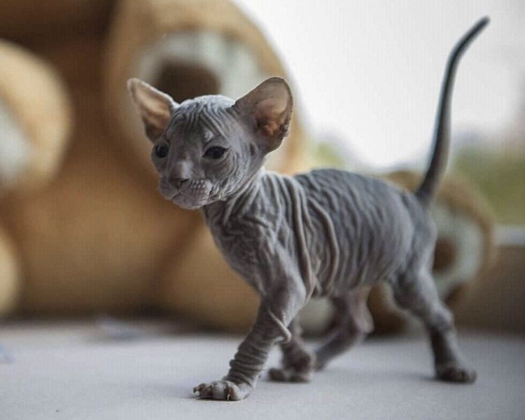 Канадский сфинкс маленький