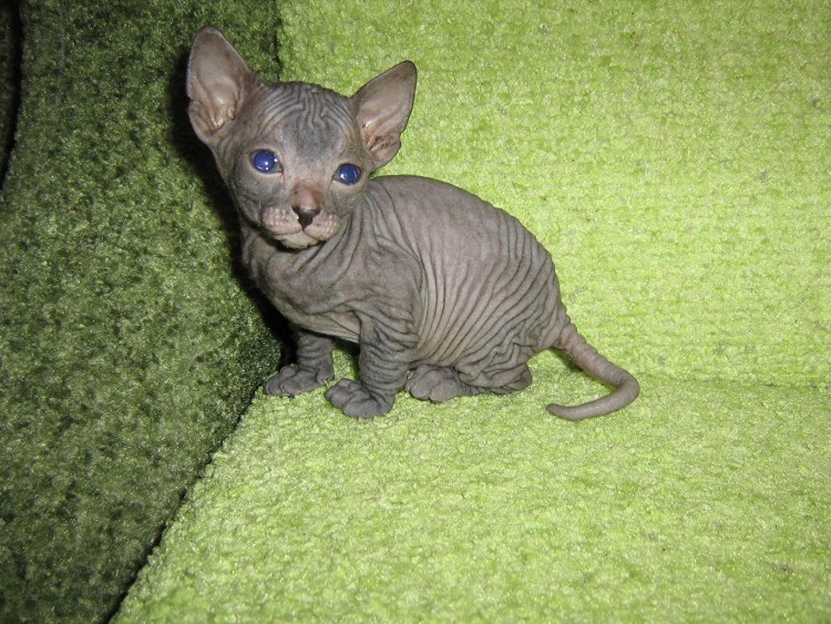 Лысый кот сфинкс котенок