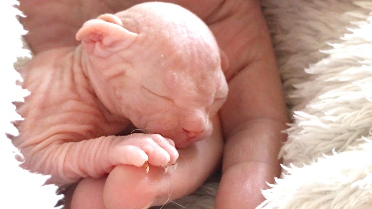 Канадский сфинкс