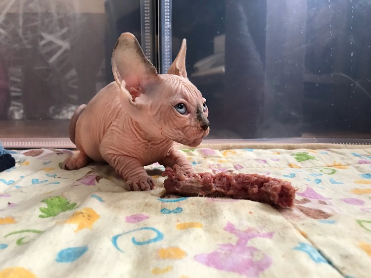 Донской сфинкс котята маленькие