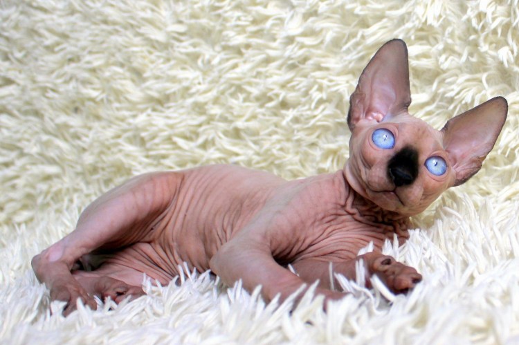 Корниш рекс