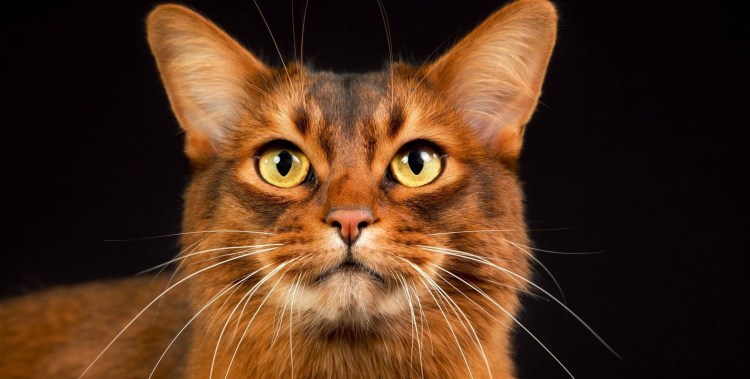 Сомалийская кошка