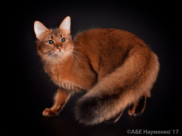 Абиссинская и Сомалийская кошка