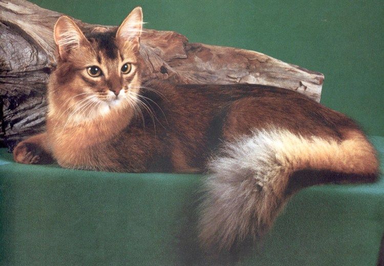 Сомали кошка котята