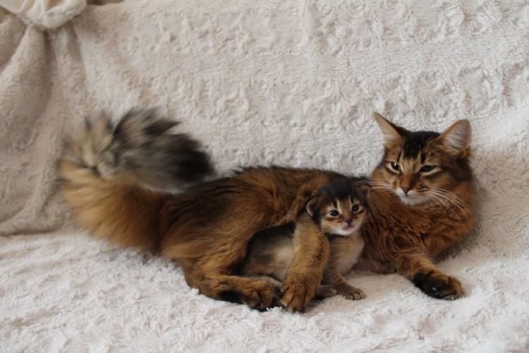 Абиссинская кошка Сомали