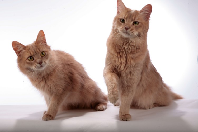 Сомалийская кошка