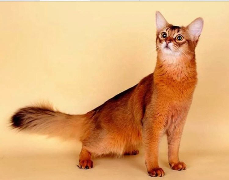 Абиссинская кошка Сомали