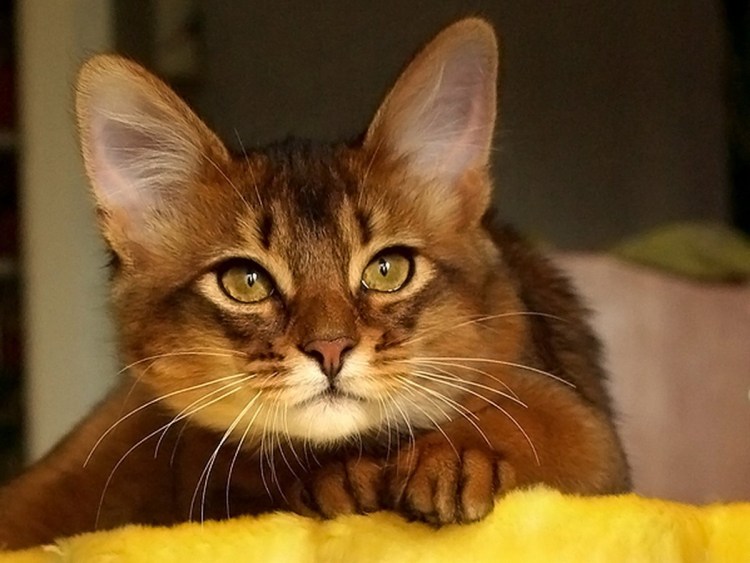 Сомалийская кошка Ruddy