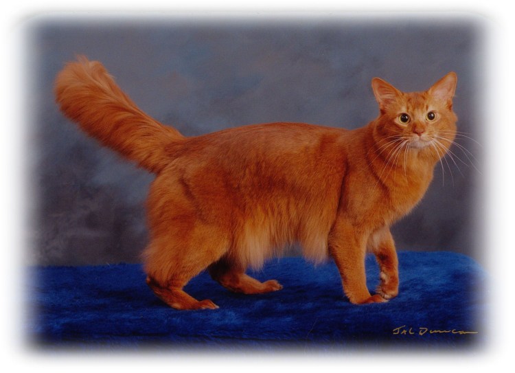 Абиссинская и Сомалийская кошка