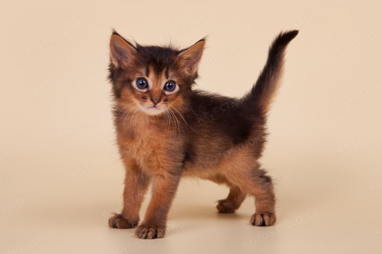 Абиссинская и Сомалийская кошка