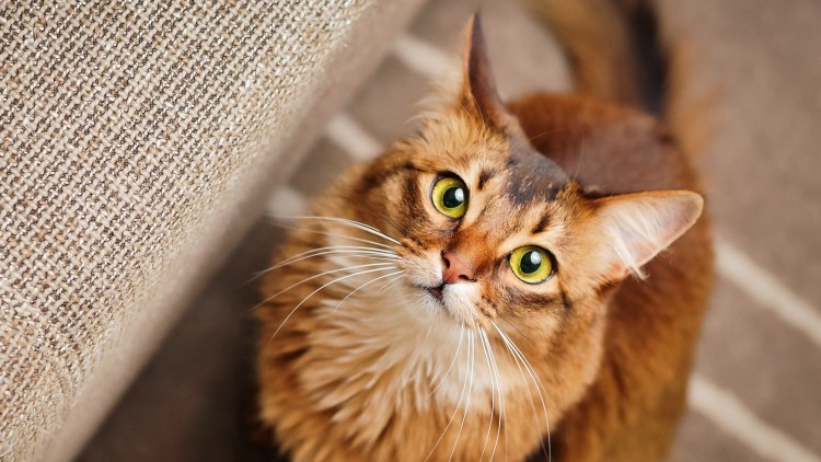 Сомалийская кошка хвост