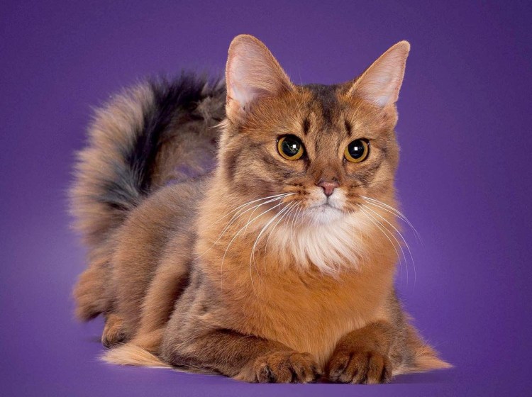 Сомалийская кошка соррель