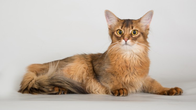 Сомалийская кошка