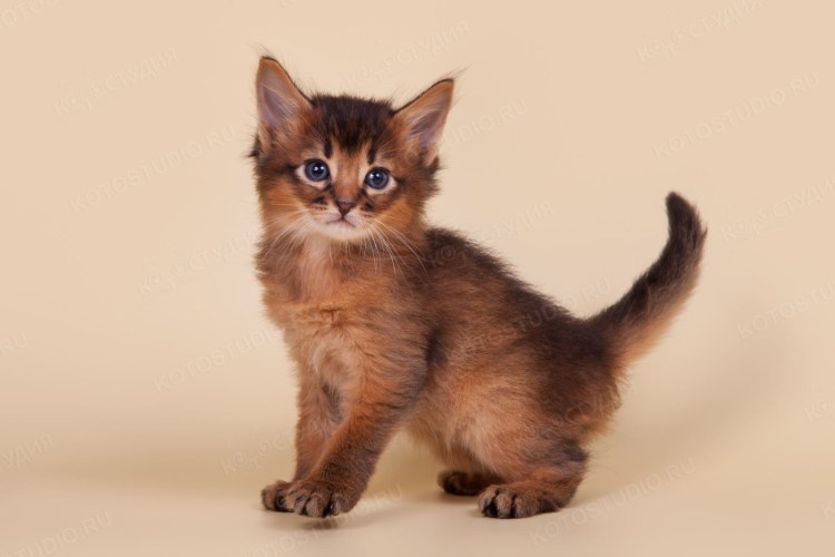 Абиссинская и Сомалийская кошка