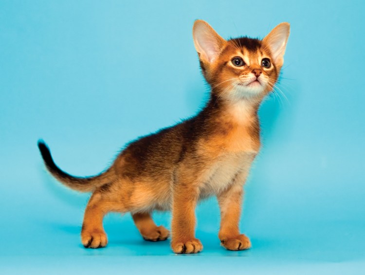 Сомалийская кошка