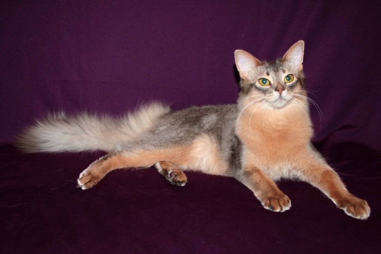 Сомалийская кошка дикий