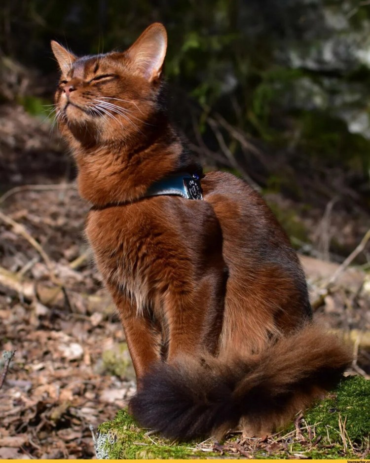 Сомалийская кошка соррель