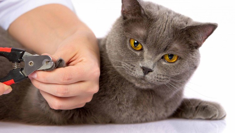 Стрижка когтей