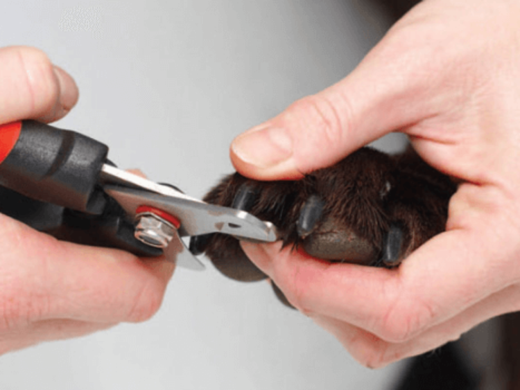 Стрижка когтей у собак