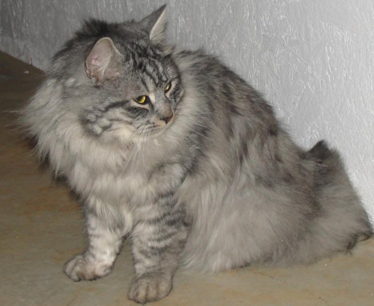 Сибирская противоаллергенная кошка