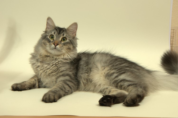 Сибирская кошка полосатый табби