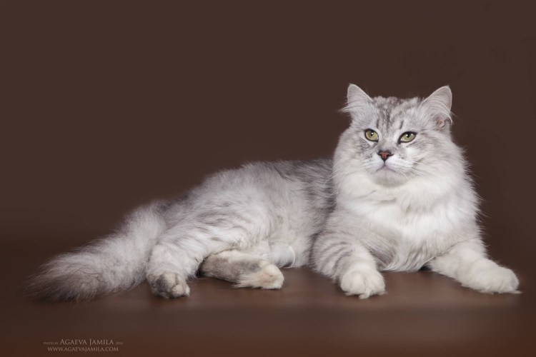 Сибирская кошка палевая