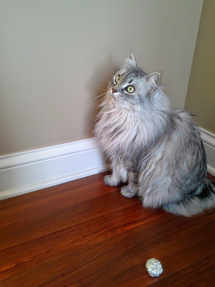 Вес сибирских котов