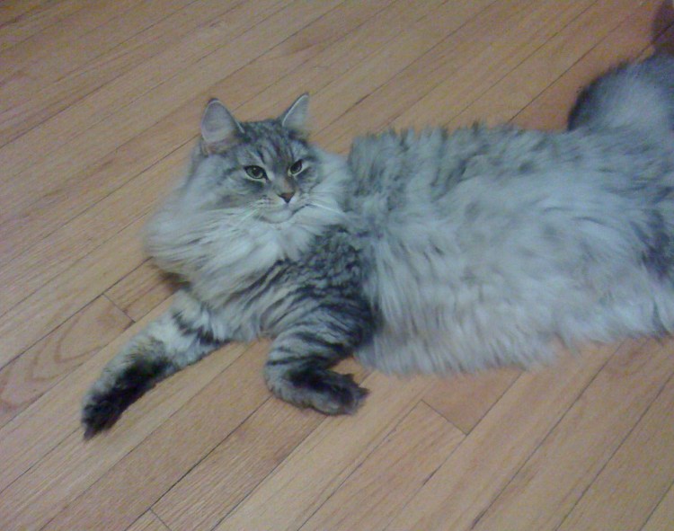 Сибирская кошка тэбби серебристая
