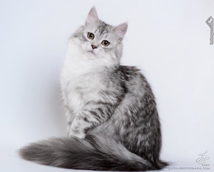 Сибирская кошка серая с белым
