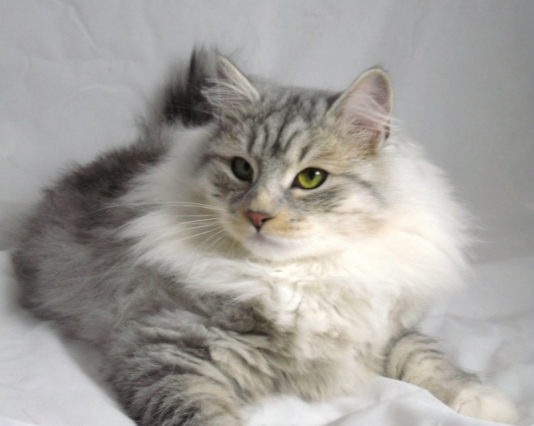 Сибирская кошка табби