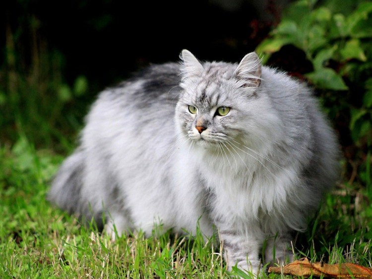 Сибирский кот серо белый